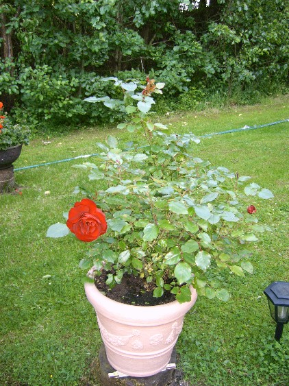 rote Rose in Topf.JPG