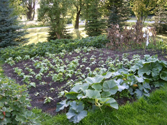 Zucchini und Buschbohnen.JPG