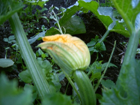 Zucchiniblüte.JPG