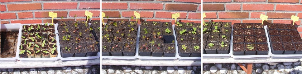 Blumenstauden_2009.jpg