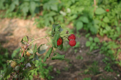 Hinbeeren.jpg