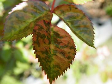 Various from 2010 (Fuji Finepix S8100fd) 178.jpg
