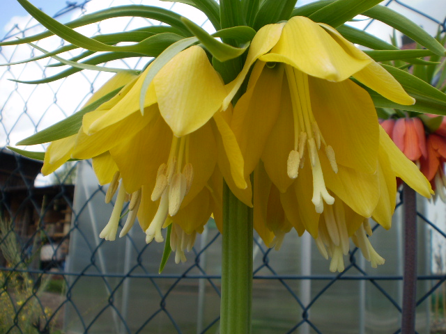 fritillaria imperalis gelb groß.JPG