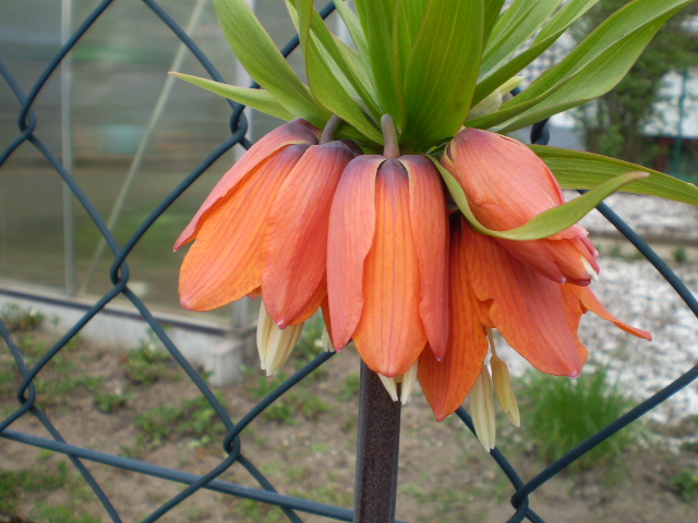 fritillaria imperalis orange.JPG