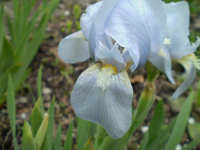 Iris hellblau gross.JPG