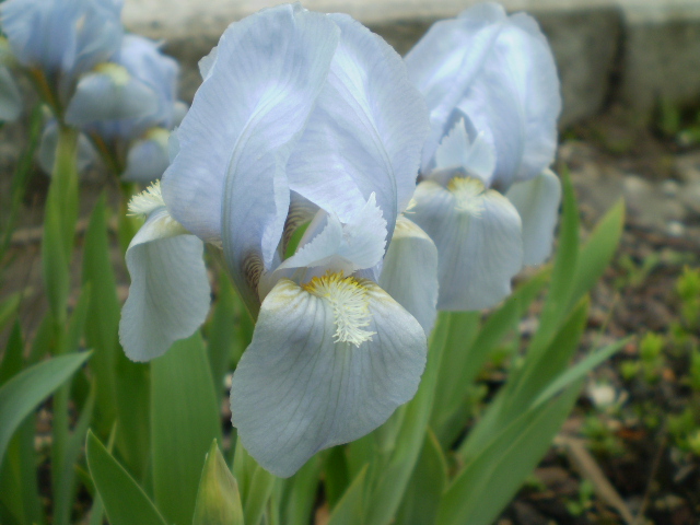 Iris hellblau gross1.JPG
