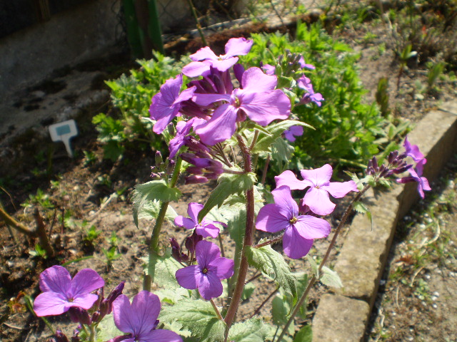 lunaria annua die Blüten leuchten so genial.JPG