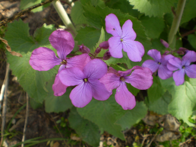 lunaria anua groß.JPG