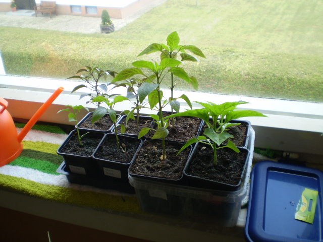 Paprika am Suedostfenster sind schöner verzweigt.JPG