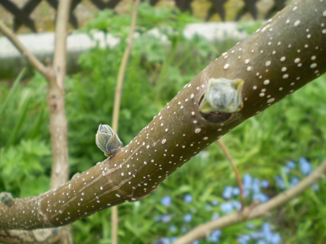 Paulownia tomentosa Austrieb1.JPG