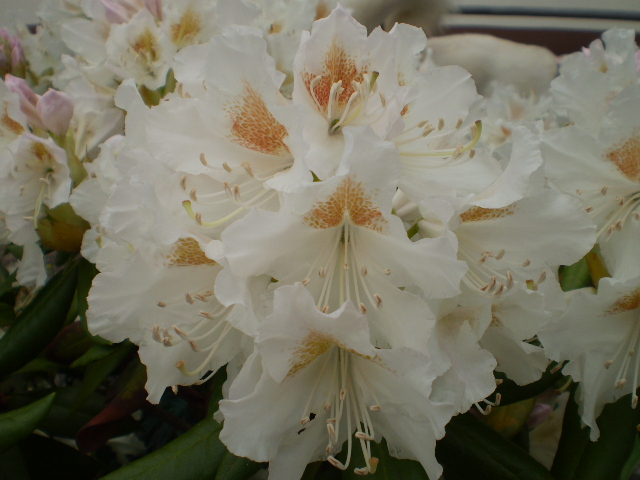 Rhododendrum weiß.JPG