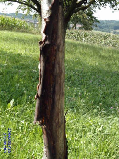 baum2.jpg