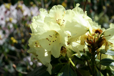 Garten Mai 08 008.jpg