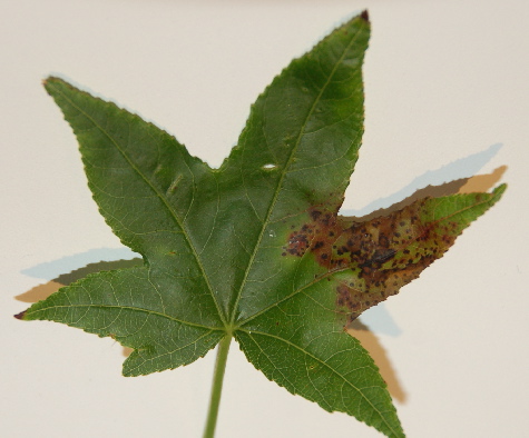 amberbaumblatt1_203.jpg