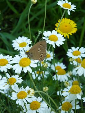 Schmetterling.jpg