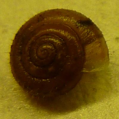 Gehäuseschnecke1 klein.jpg