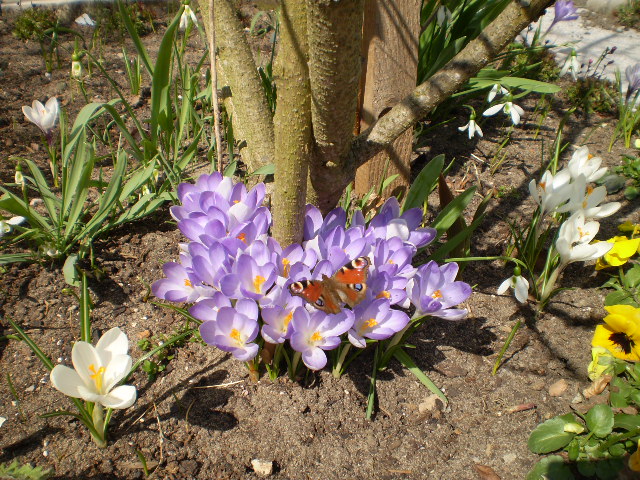 Krokusse Einfahrt 1.JPG