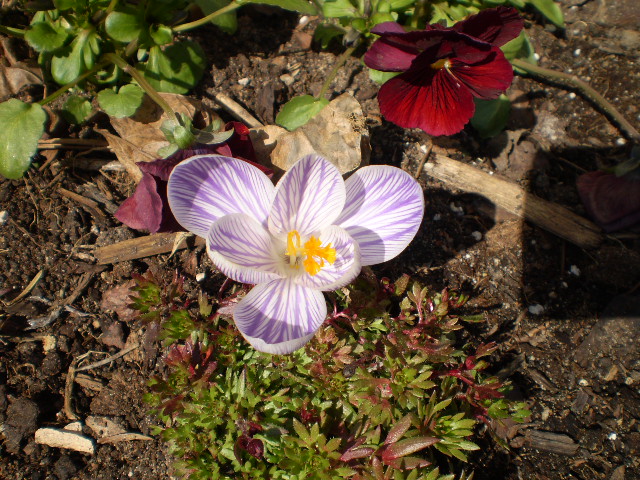 Krokus Einfahrt.JPG