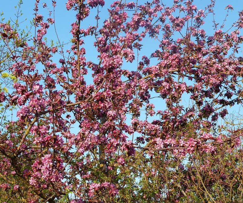 rosa1.jpg (362.97 KiB) 8874 mal betrachtet rosa1.jpg