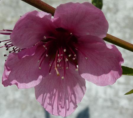 Nektarinenblüte.jpg