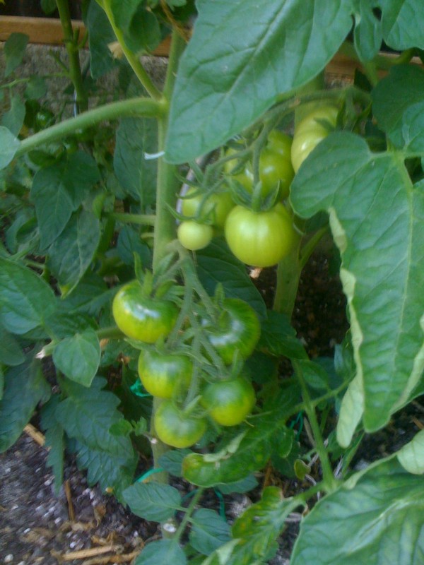 Tomaten1.jpg