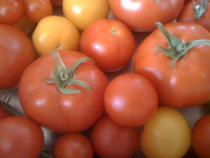 Tomaten groß.jpg