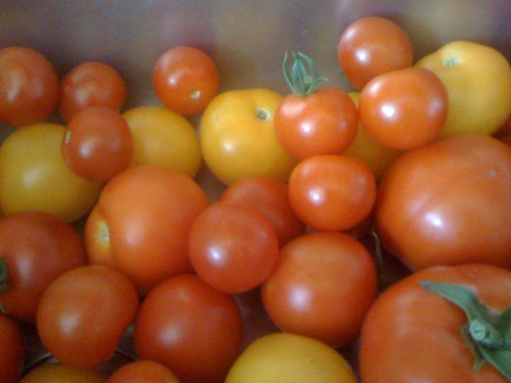 Tomaten groß1.jpg