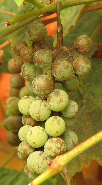 Weintraube mit Schorf 02.jpg