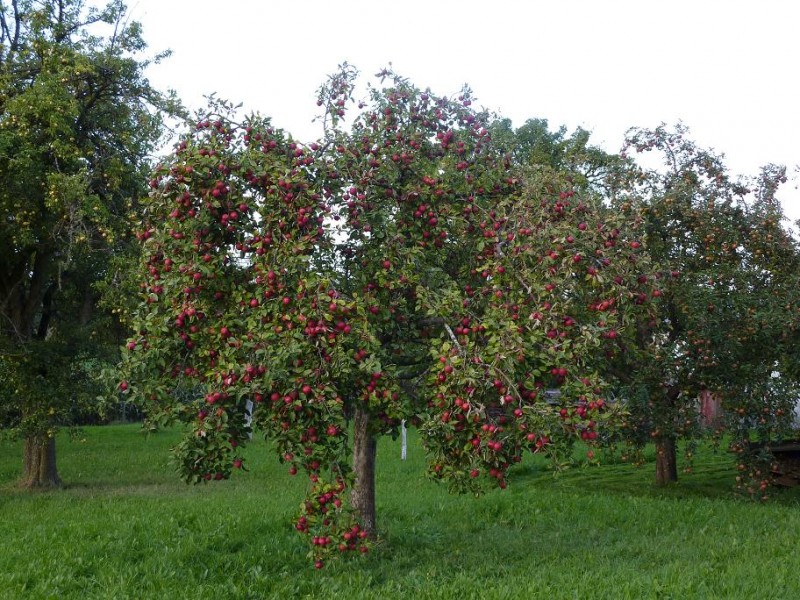 Kantapfelbaum mit Streimäpfel und Gute Graue.jpg