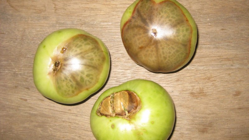 Faule Tomaten.JPG