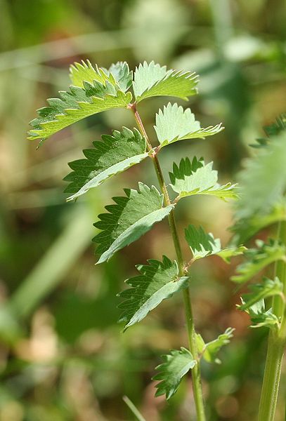 407px-Sanguisorba_minor-02_(xndr).jpg