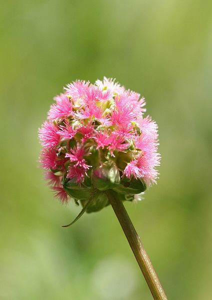 424px-Sanguisorba_minor-01_(xndr).jpg