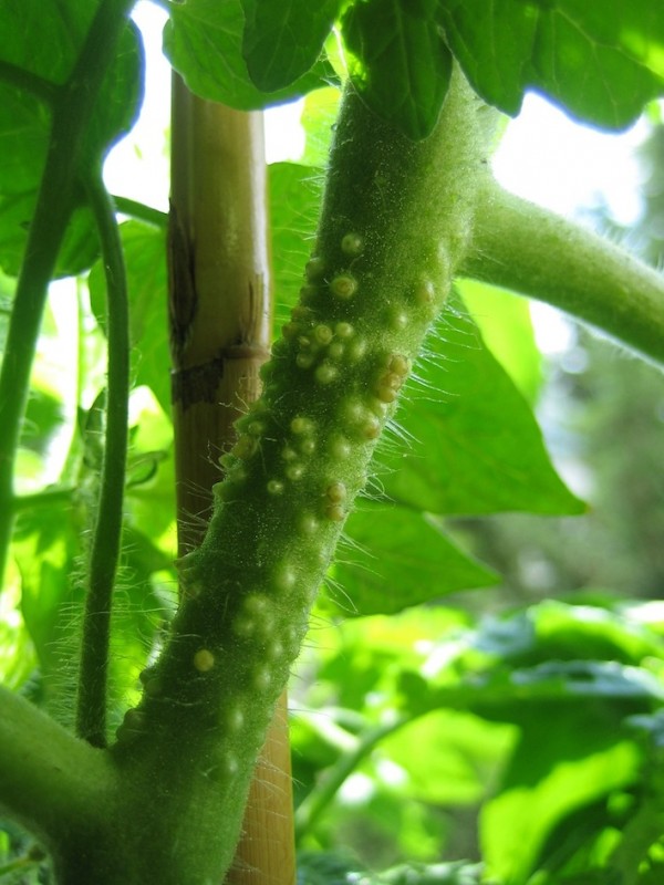 IMG_5099.JPG (175.16 KiB) 3593 mal betrachtet IMG_5099.JPG