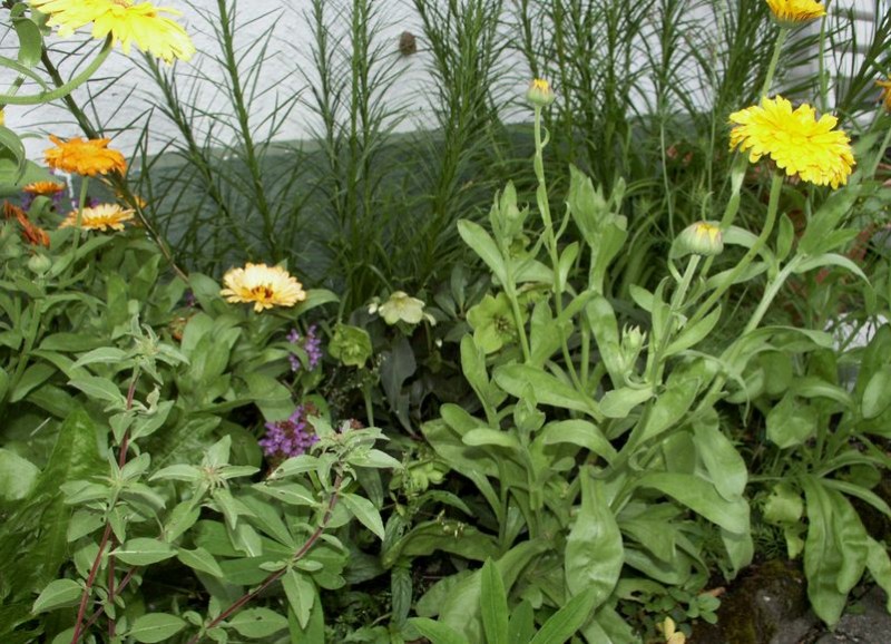 juli12 Garten 021.jpg