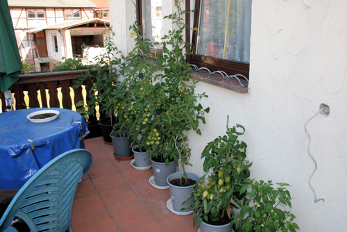 Tomaten 2012.jpg