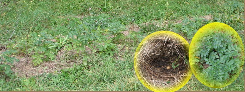 2012_10-Kartoffeln in der Wiese.JPG