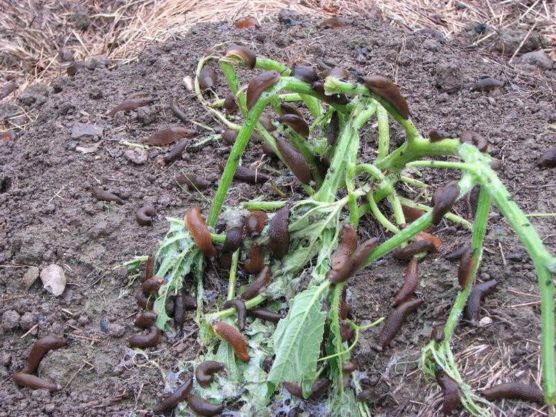 Schnecken und Kuerbisse.jpg