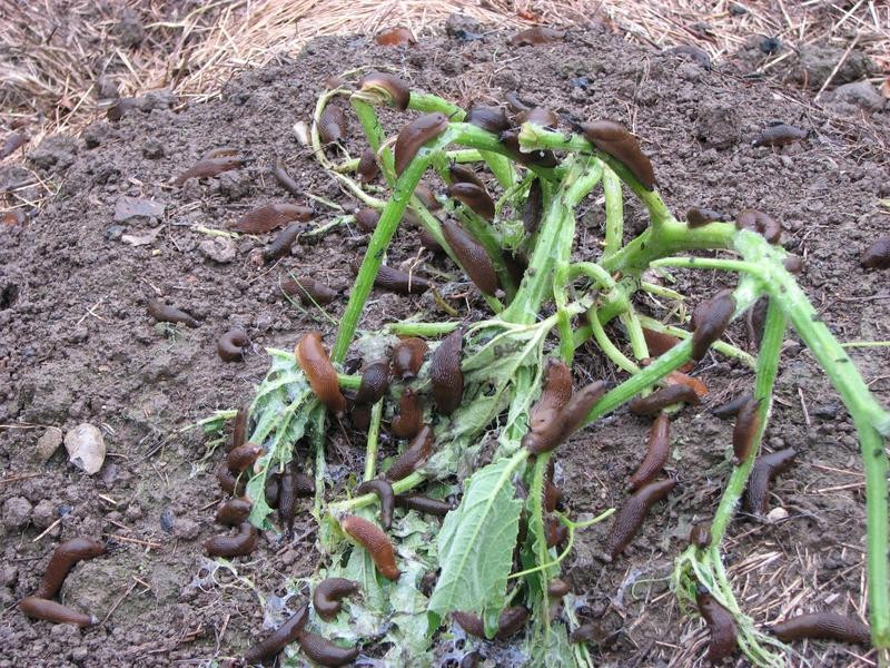 Schnecken und Kuerbisse.jpg (151.7 KiB) 5077 mal betrachtet Schnecken und Kuerbisse.jpg