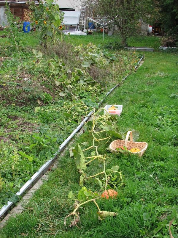2012_10_Kuerbisernte_04.jpg (149.13 KiB) 5077 mal betrachtet 2012_10_Kuerbisernte_04.jpg