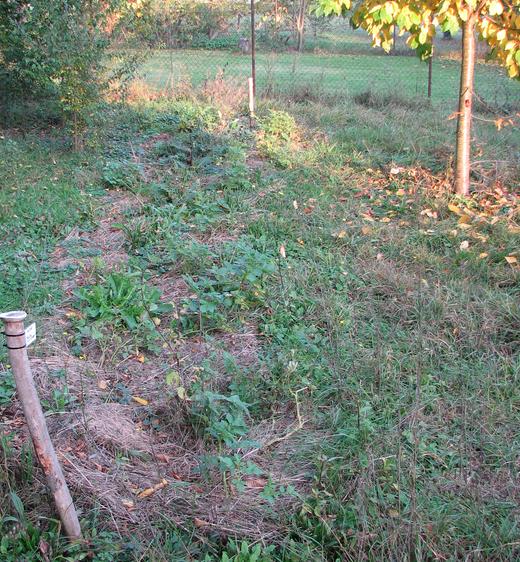 2012_10_24 Kartoffeln in der Wiese 01.jpg