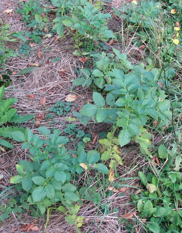 2012_10_24 Kartoffeln in der Wiese 02.jpg