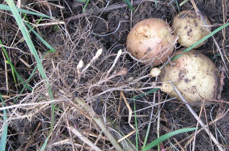 2012_10_24 Kartoffeln in der Wiese 03.jpg