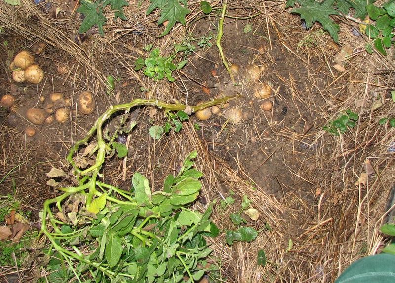 2012_10_24 Kartoffeln in der Wiese 04.jpg