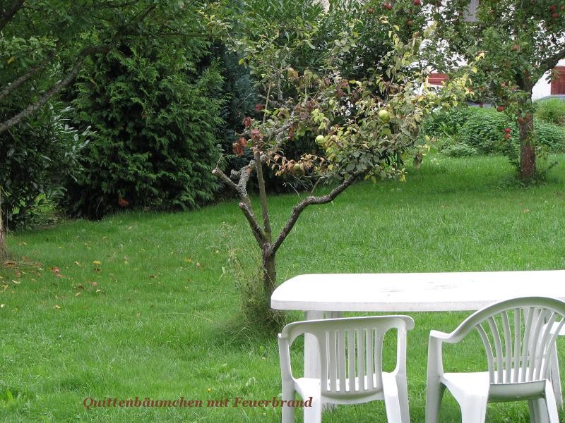 Feuerbrand 03.jpg (124.4 KiB) 5679 mal betrachtet Feuerbrand 03.jpg