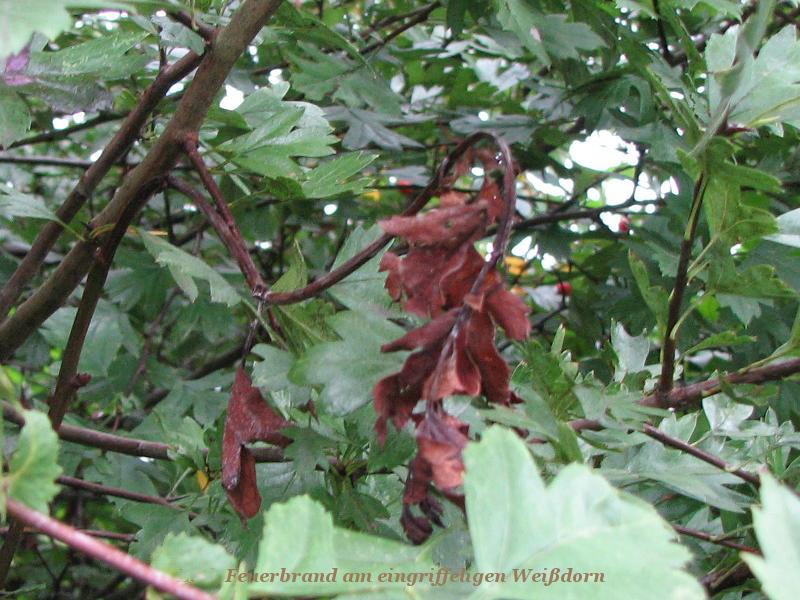 Feuerbrand 02-2.jpg (101.97 KiB) 4735 mal betrachtet Feuerbrand 02-2.jpg