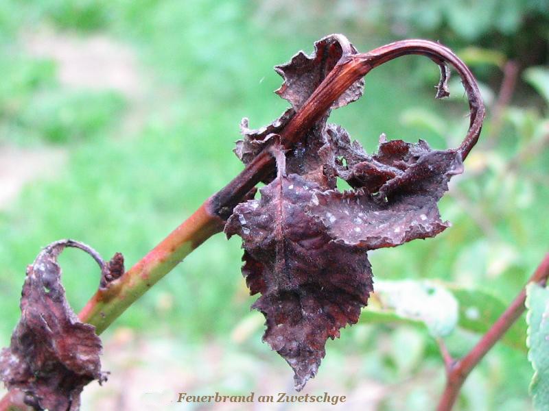 Feuerbrand 01-1.jpg (102.48 KiB) 4736 mal betrachtet Feuerbrand 01-1.jpg