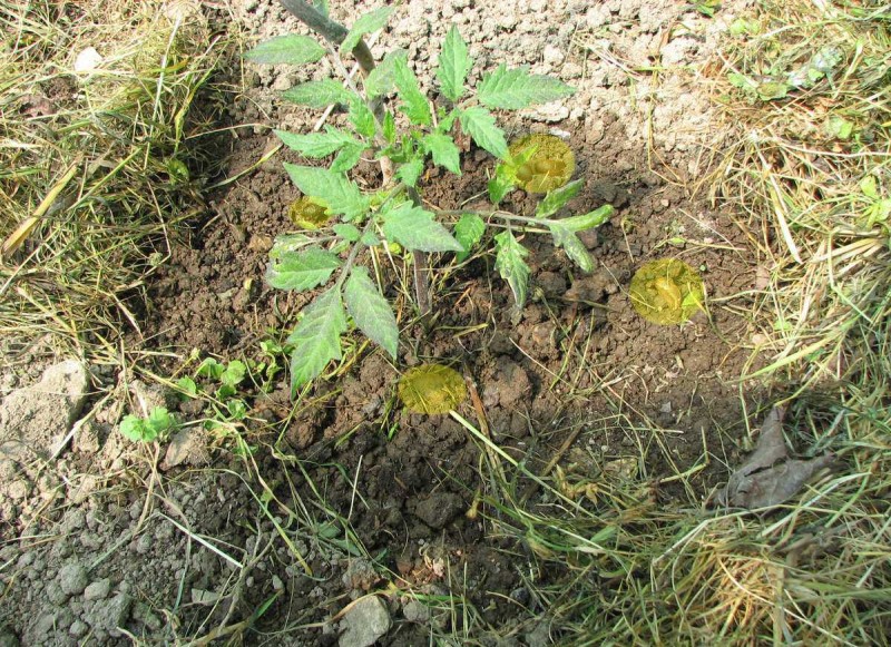 2013_05_18 Schnecken unter Mulch2.jpg (249.31 KiB) 14821 mal betrachtet 2013_05_18 Schnecken unter Mulch2.jpg