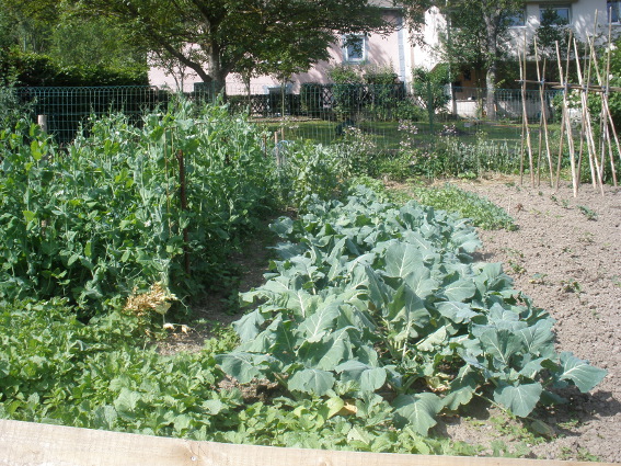 Des Nachbarn Erbsen und Kohl.JPG