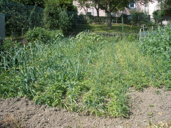 Des Nachbarn Schalotten und Zwiebeln.JPG