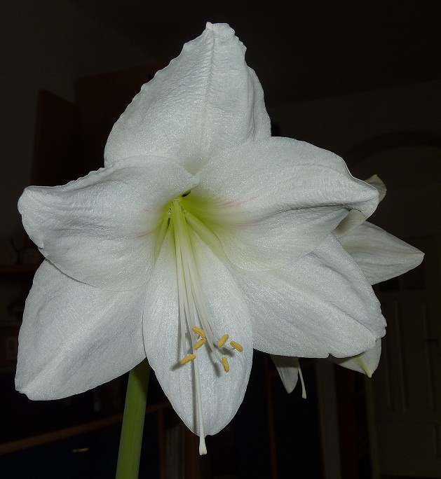 weiße Amaryllis1.jpg